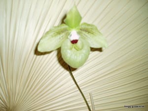 200802 blandat 007