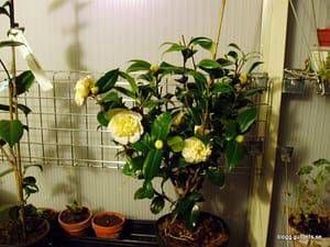 20080306 Tömmning 092